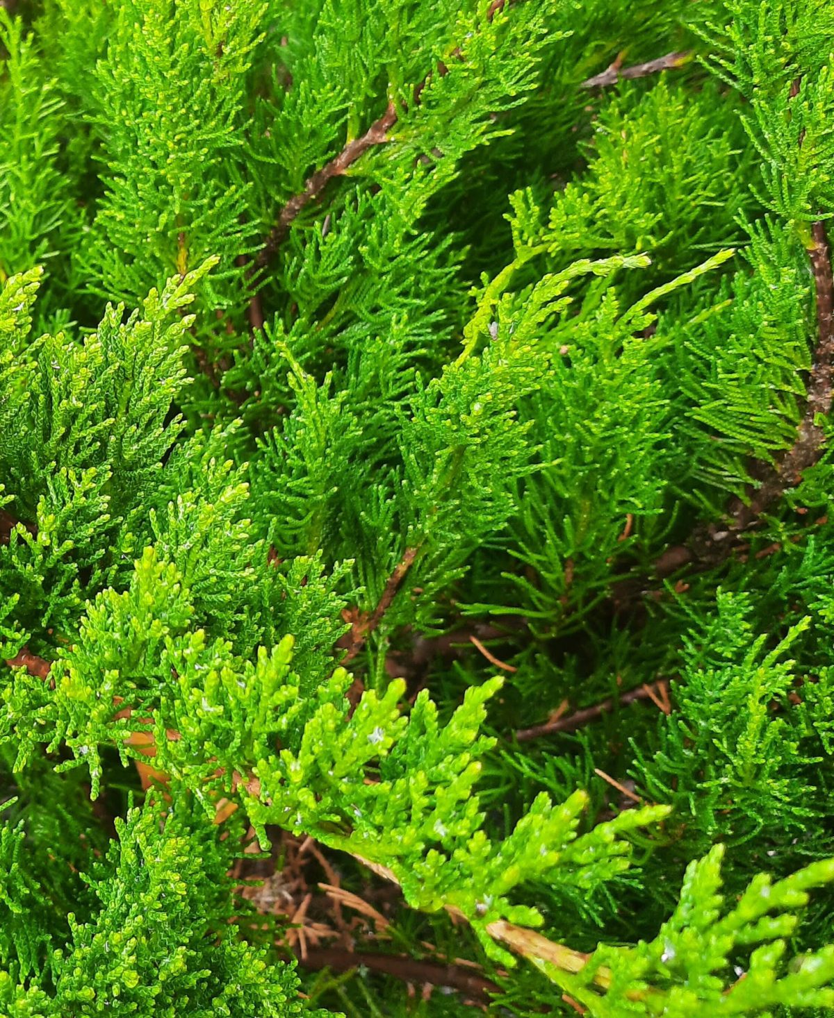 Juniperus chinensis Sea Green TEAR DROP