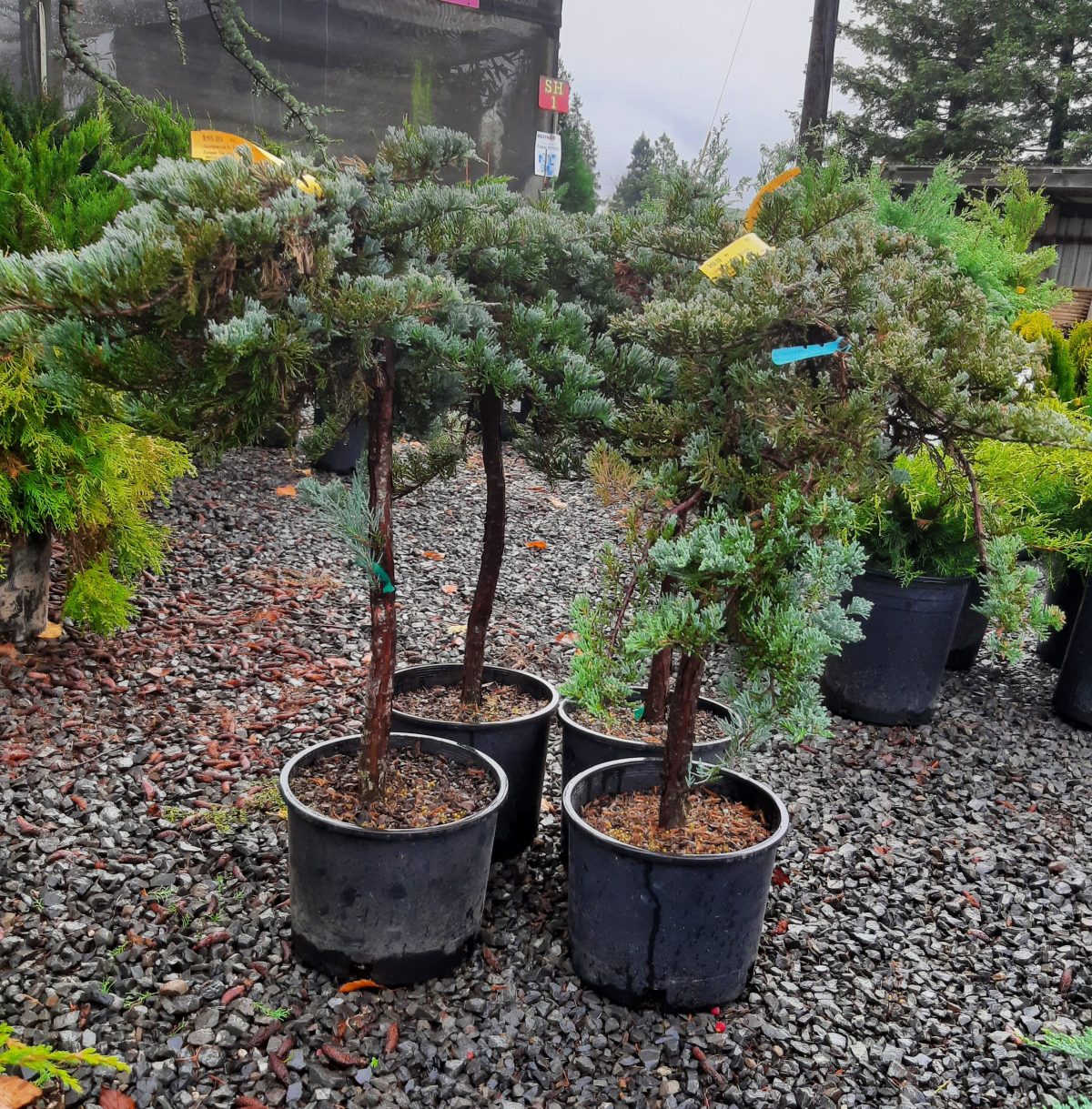 Juniperus horizontalis Blue Chip STD scaled