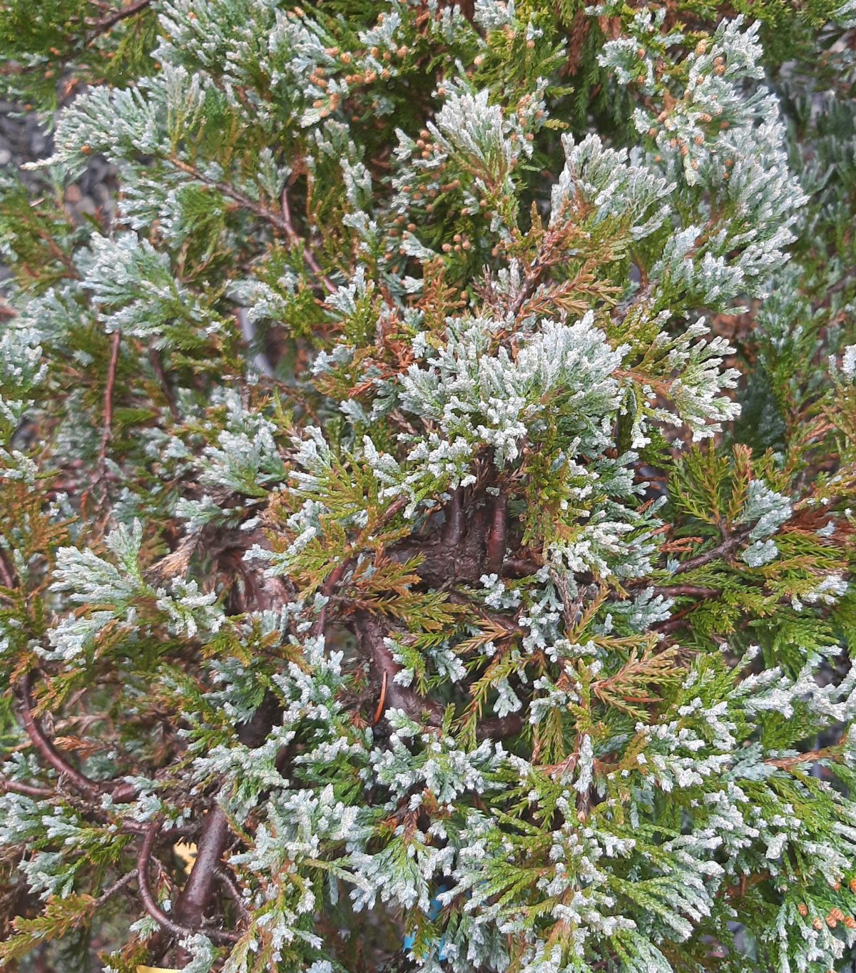 Juniperus horizontalis Blue Chip STD b scaled