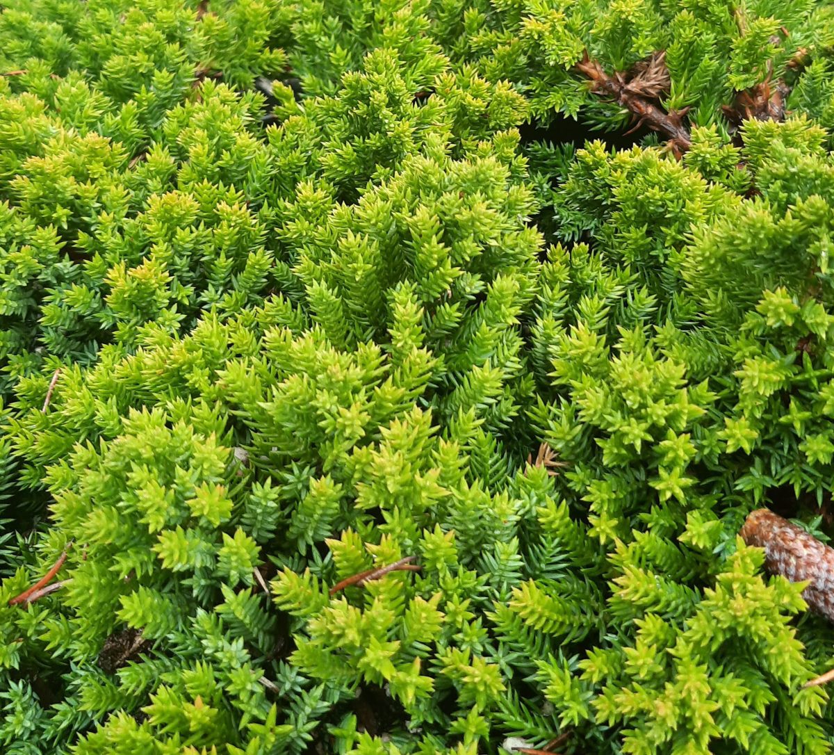 Juniperus procumbens Green Mound POODLE