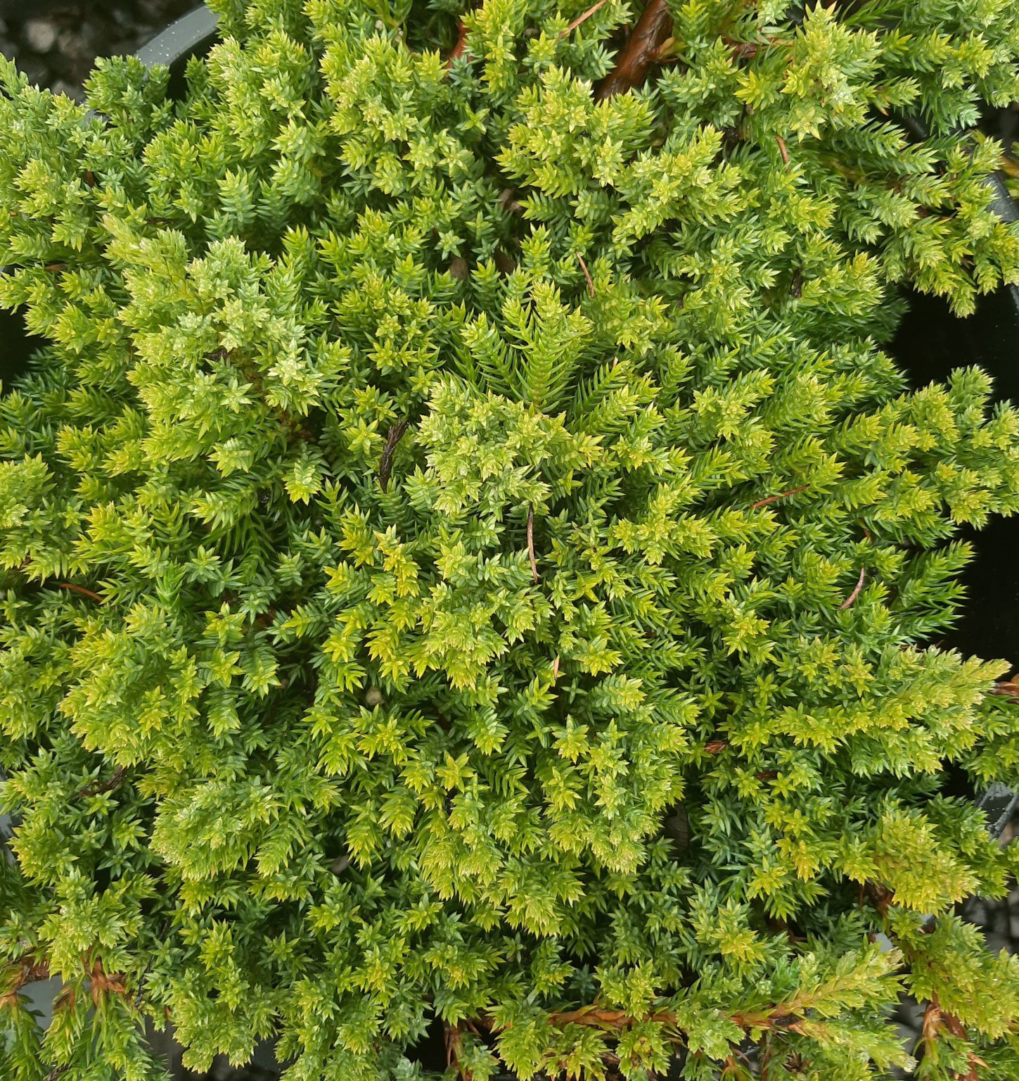 Juniperus procumbens 'Green Mound' SCULPTED | Urban Tree Farm Nursery