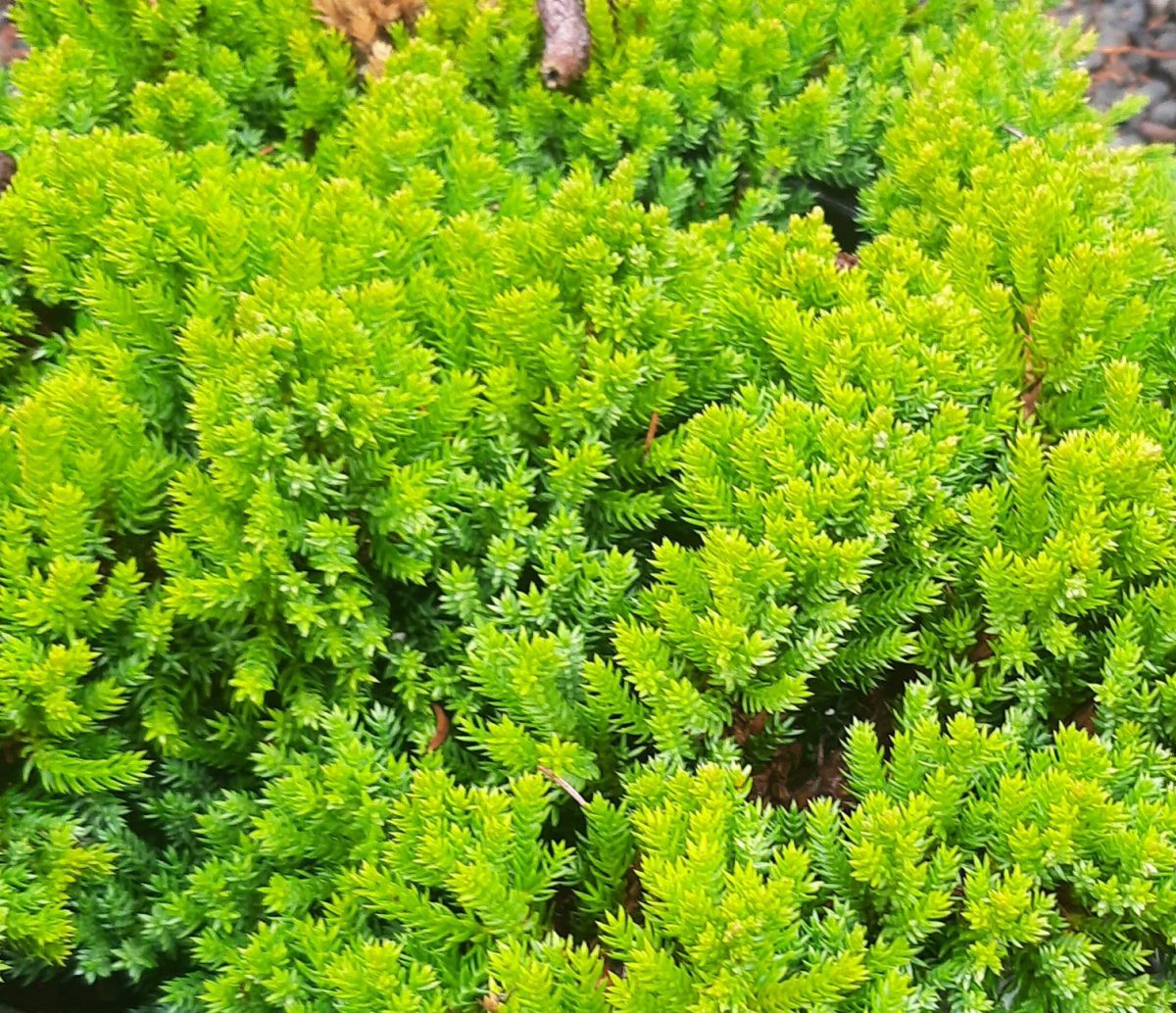 Juniperus procumbens Green Mound STD