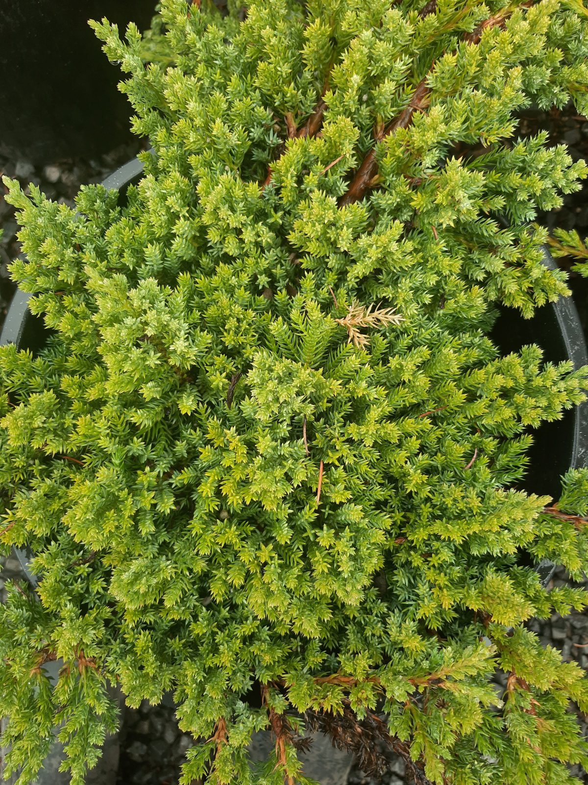 Juniperus procumbens Green Mound TOPIARY scaled