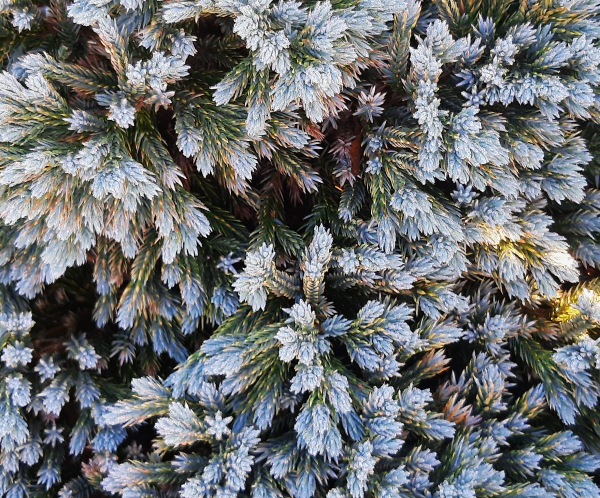 Juniperus squamata Blue Star STD a