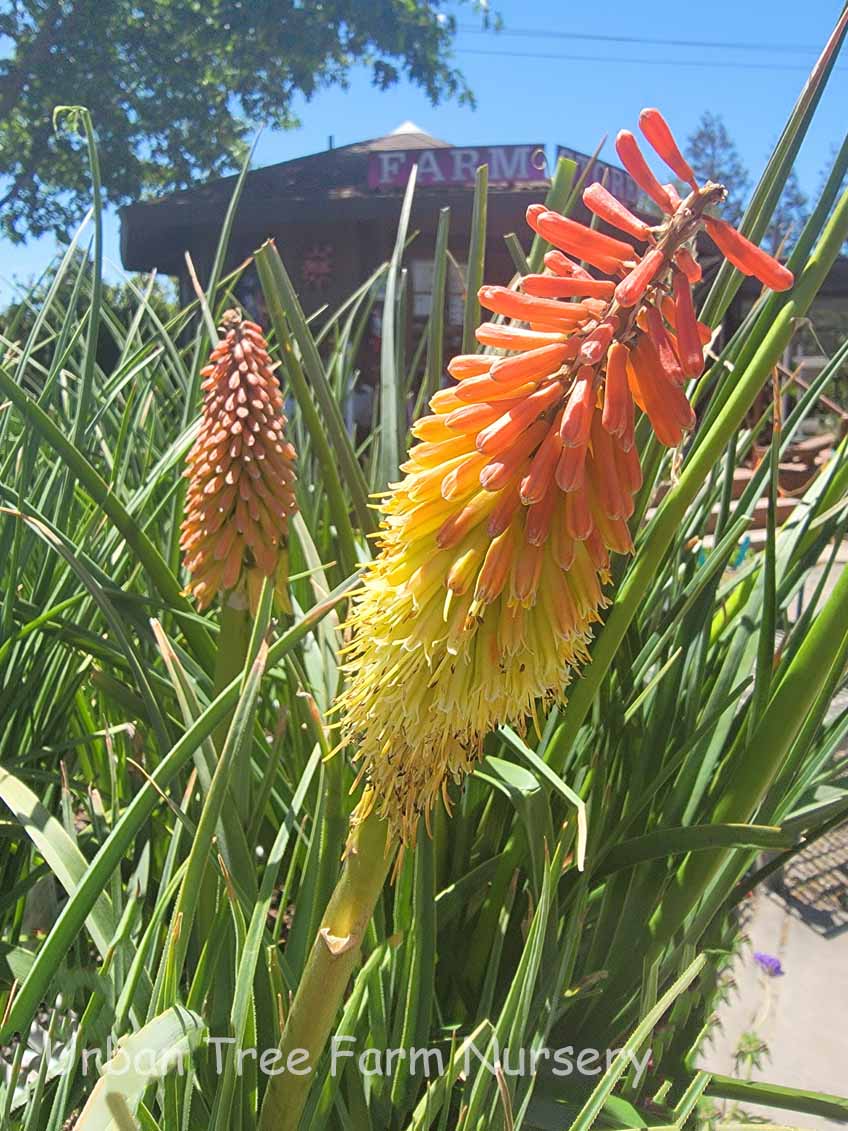 Kniphofia uvaria 'Border Ballet' | Urban Tree Farm Nursery