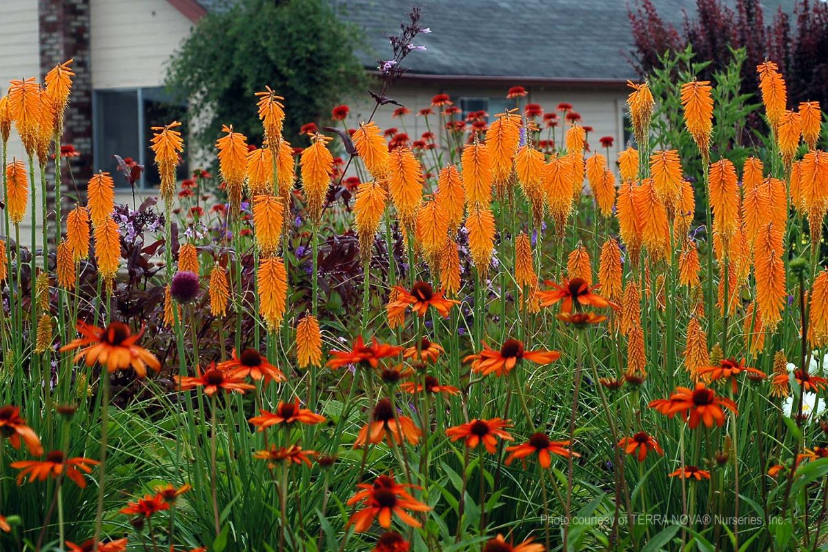 Kniphofia uvaria Mango Popsicle c