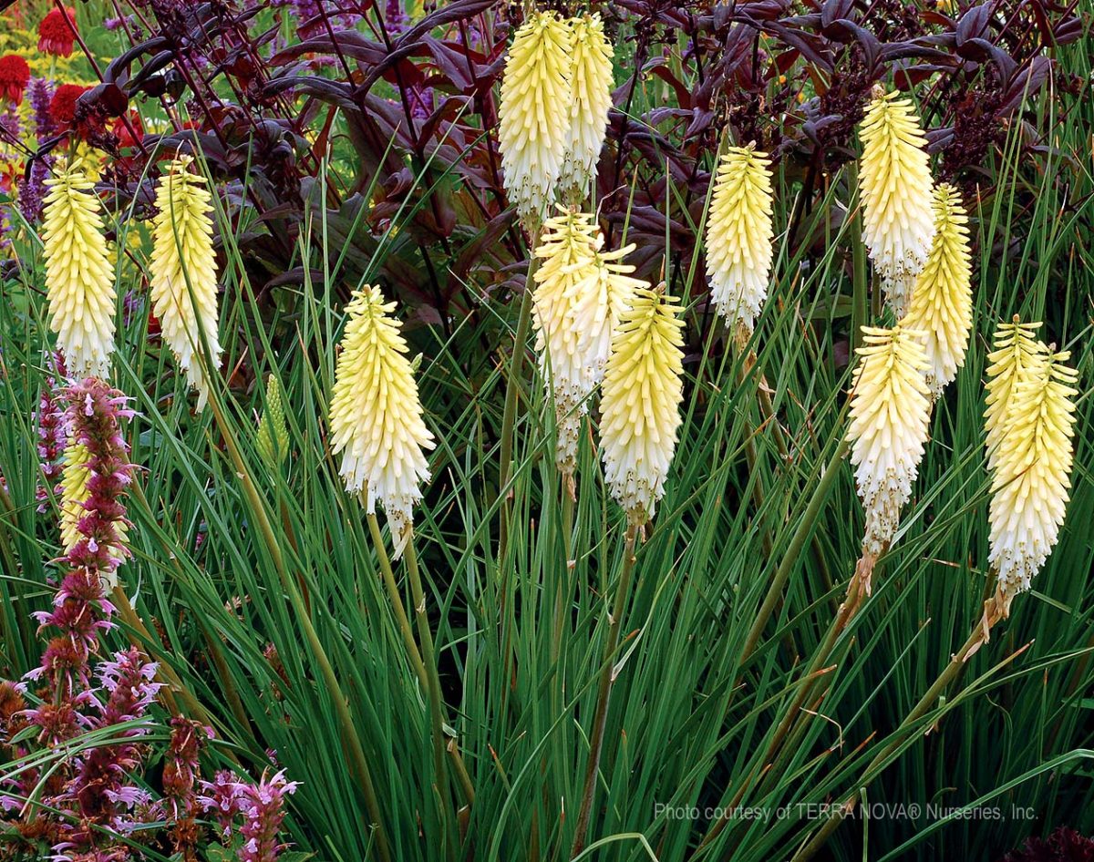 Kniphofia uvaria Pineapple Popsicle c