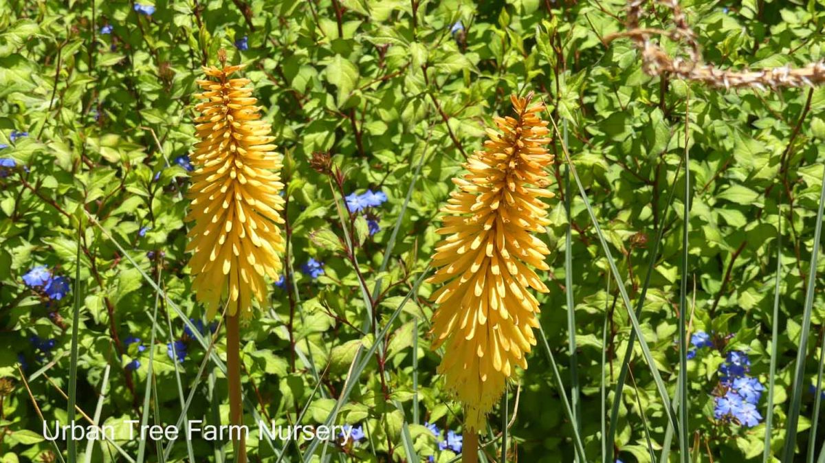 Kniphofia uvaria Shining Sceptre a