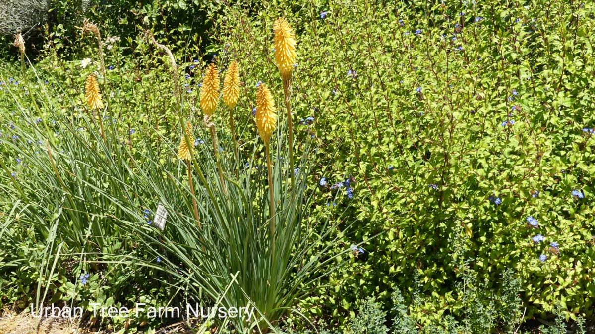 Kniphofia uvaria Shining Sceptre b