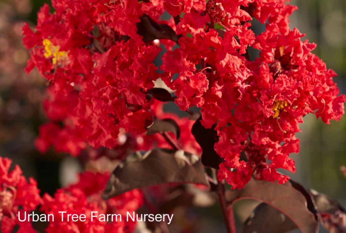 Lagerstroemia Black Diamond Best Red