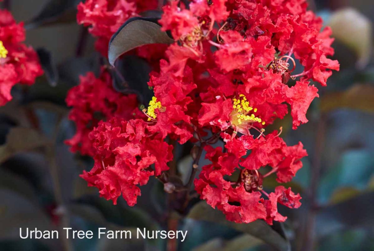 Lagerstroemia Black Diamond Crimson Red a