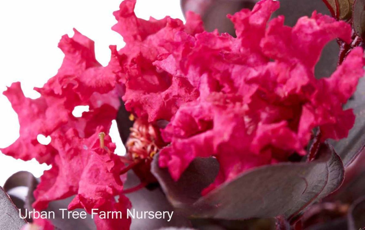 Lagerstroemia Black Diamond Mystic Magenta