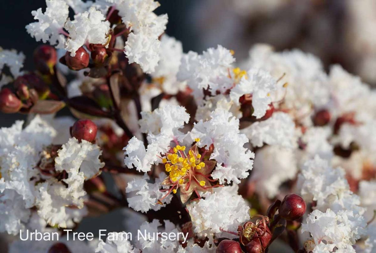 Lagerstroemia Black Diamond Pure White