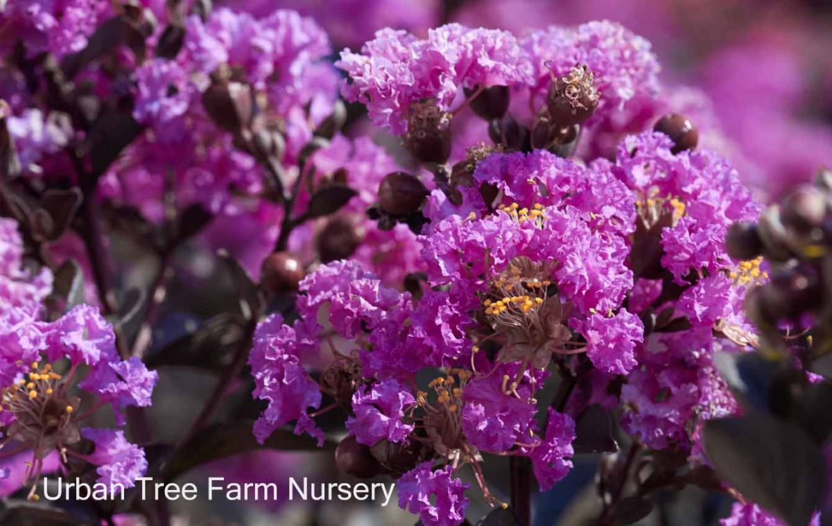 Lagerstroemia Black Diamond Purely Purple