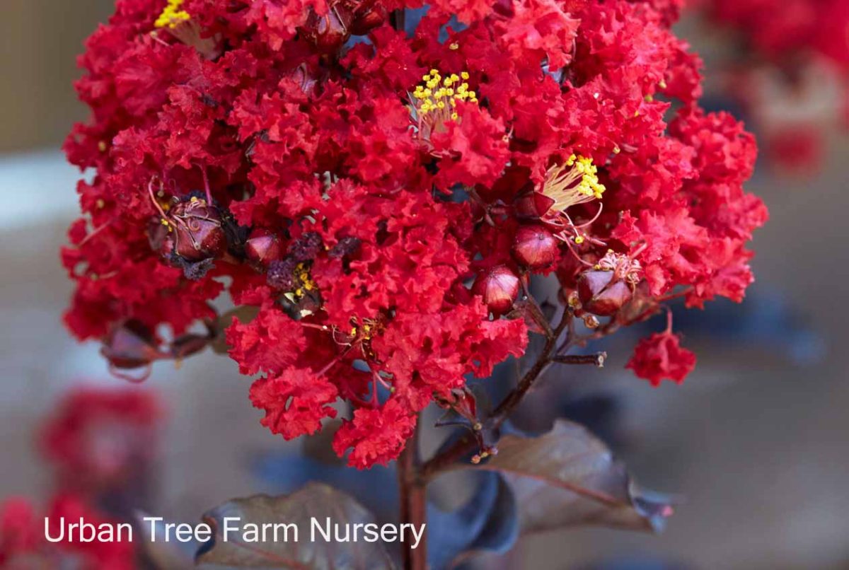 Lagerstroemia Black Diamond Red Hot