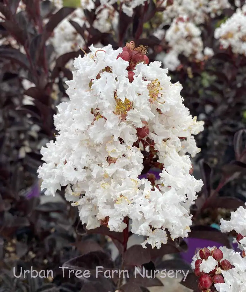 Lagerstroemia Lunar Magic a
