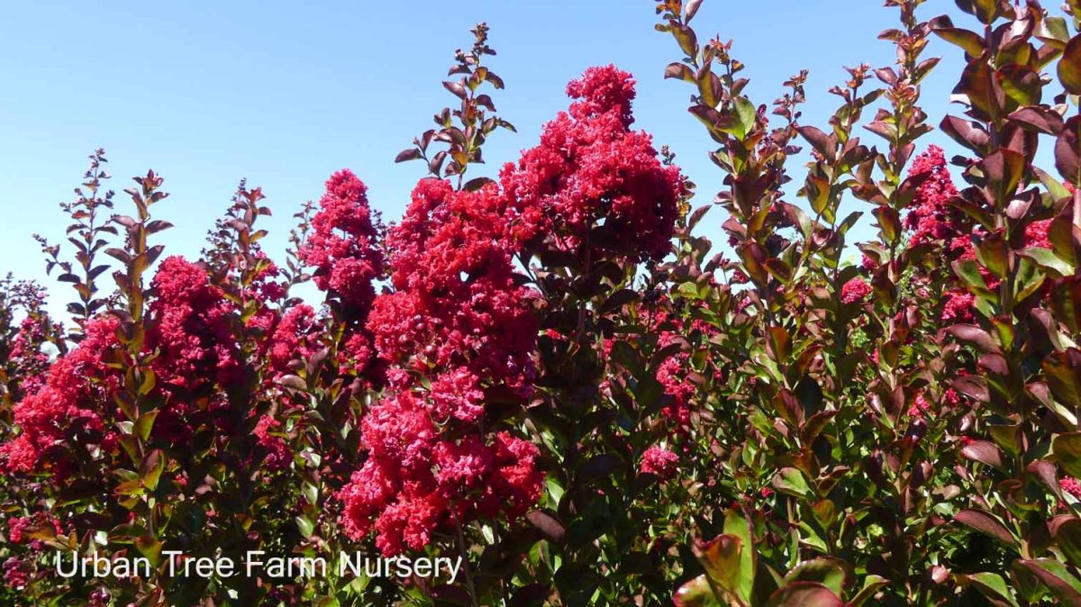 Lagerstroemia indica Dynamite STD a