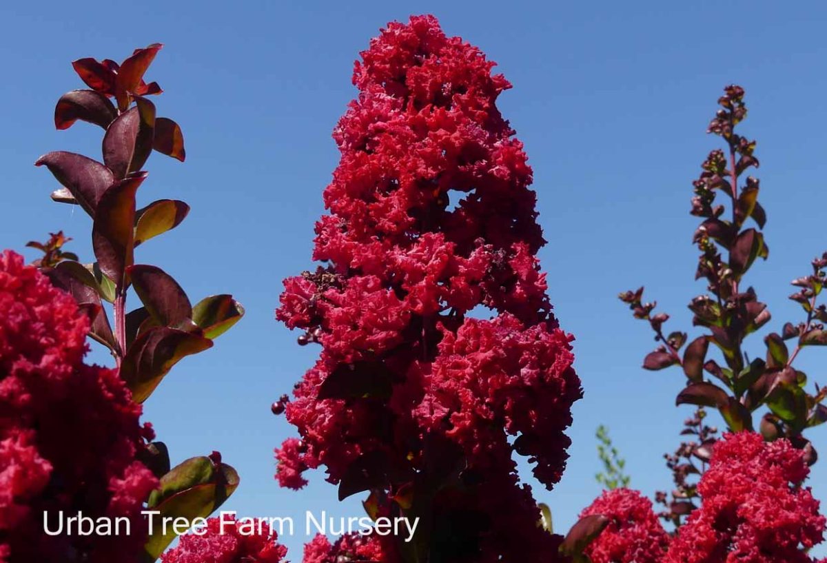 Lagerstroemia indica Dynamite STD c