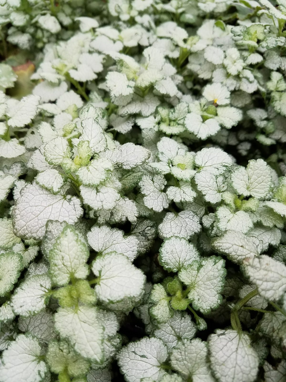 Lamium maculatum Orchid Frost a scaled