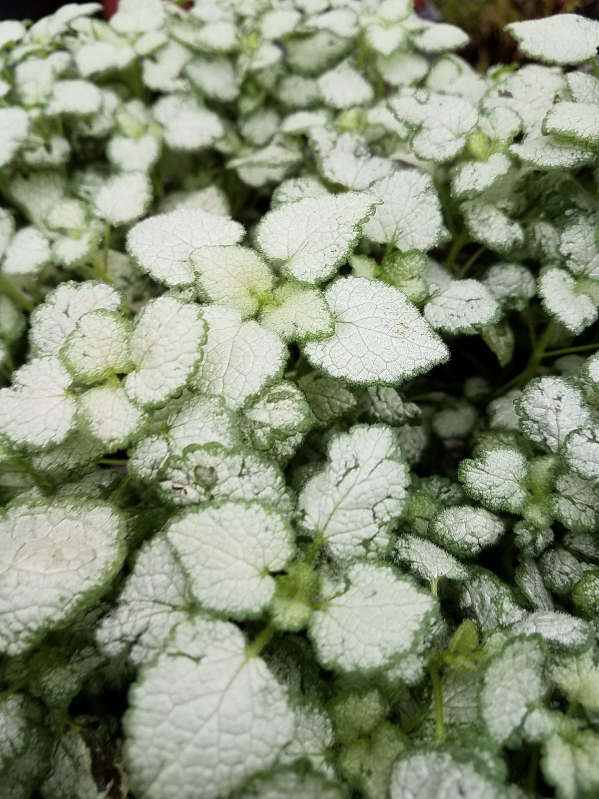 Lamium maculatum Orchid Frost c scaled