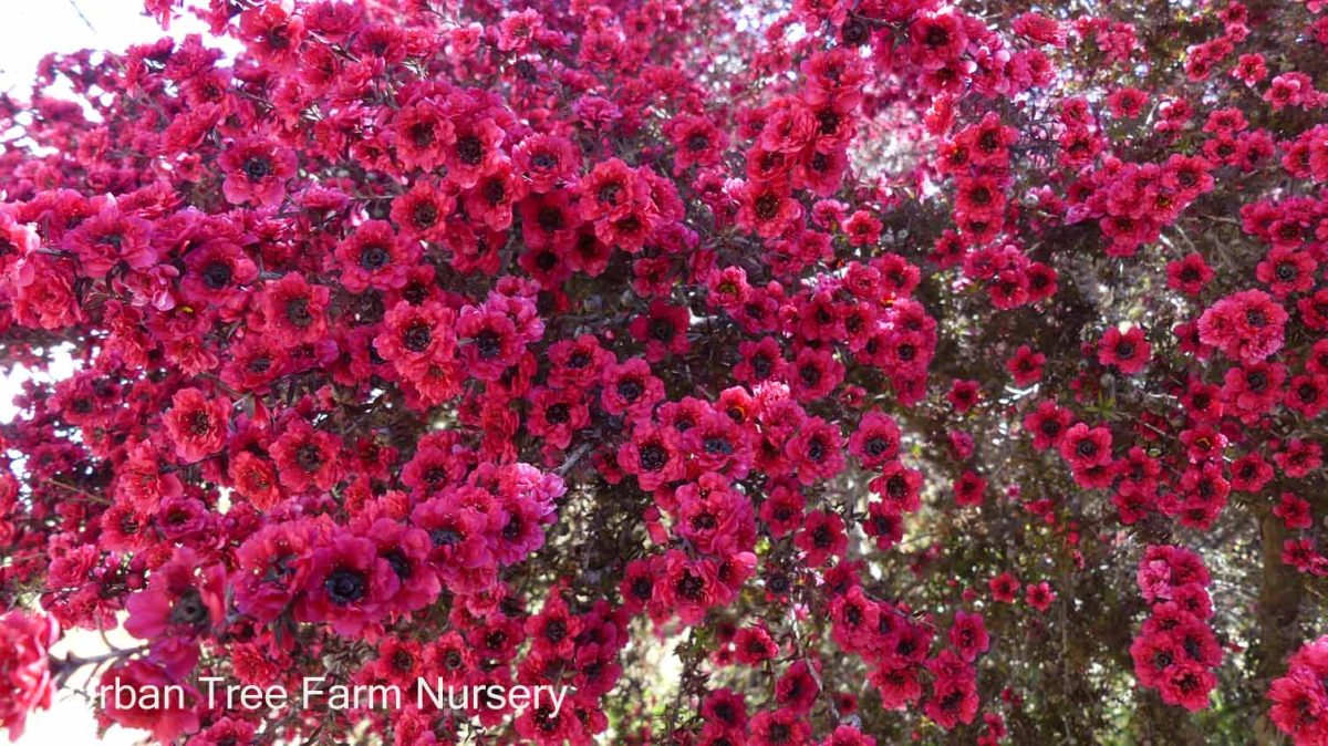 Leptospermum scoparium Ruby Glow STD b