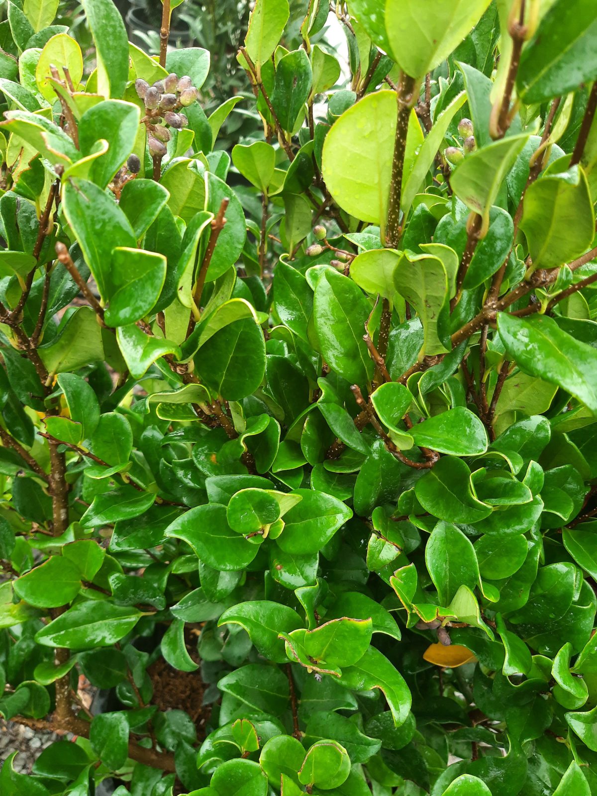 Ligustrum japonicum Texanum 3 TIER scaled