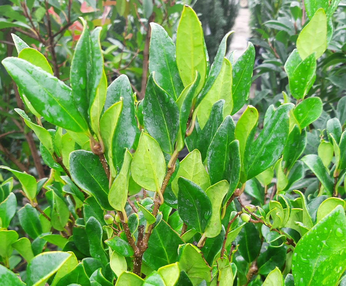 Ligustrum japonicum Texanum PATIO scaled