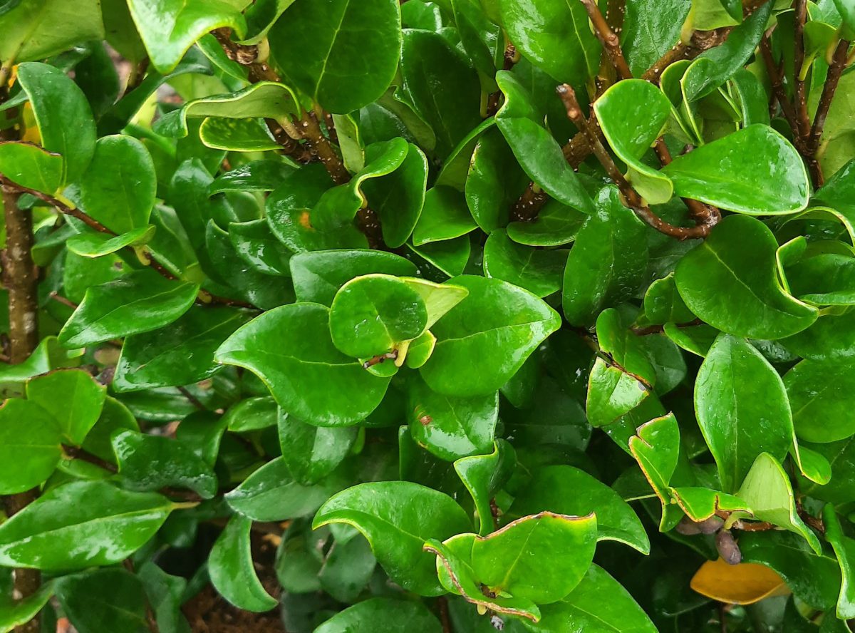 Ligustrum japonicum Texanum POODLE