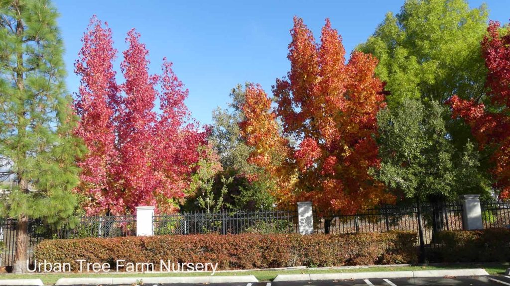 Liquidambar styraciflua 'Festival' | Urban Tree Farm Nursery