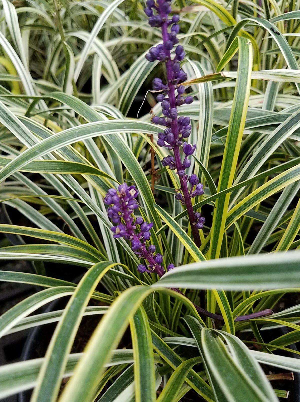 Liriope muscari Variegata a