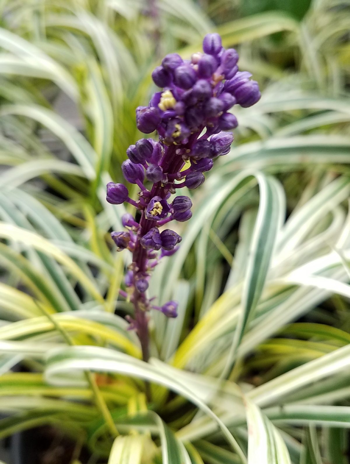 Liriope muscari Variegata b