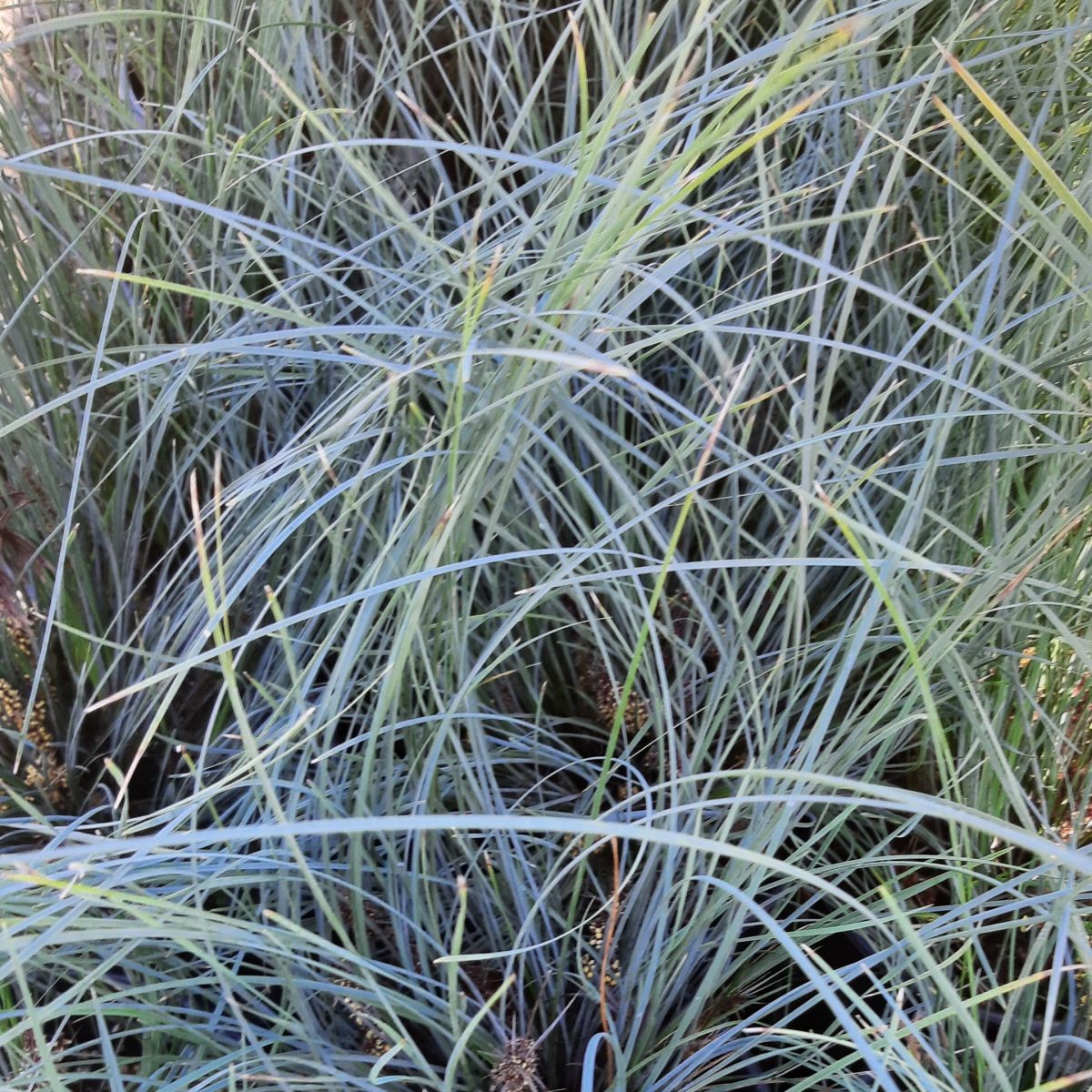 Lomandra confertifolia Seascape c