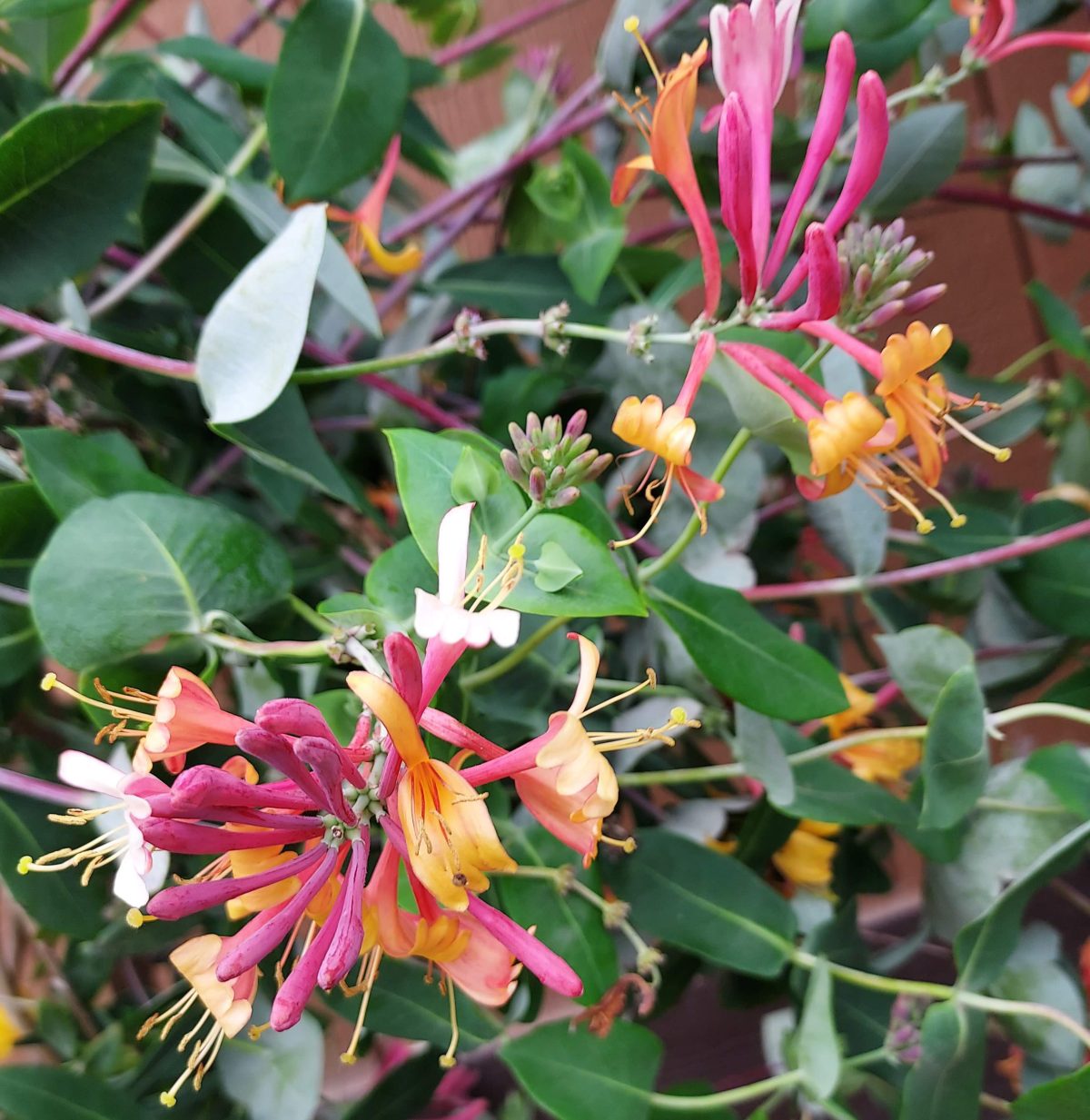 Lonicera heckrotii Goldflame TRELLIS a scaled