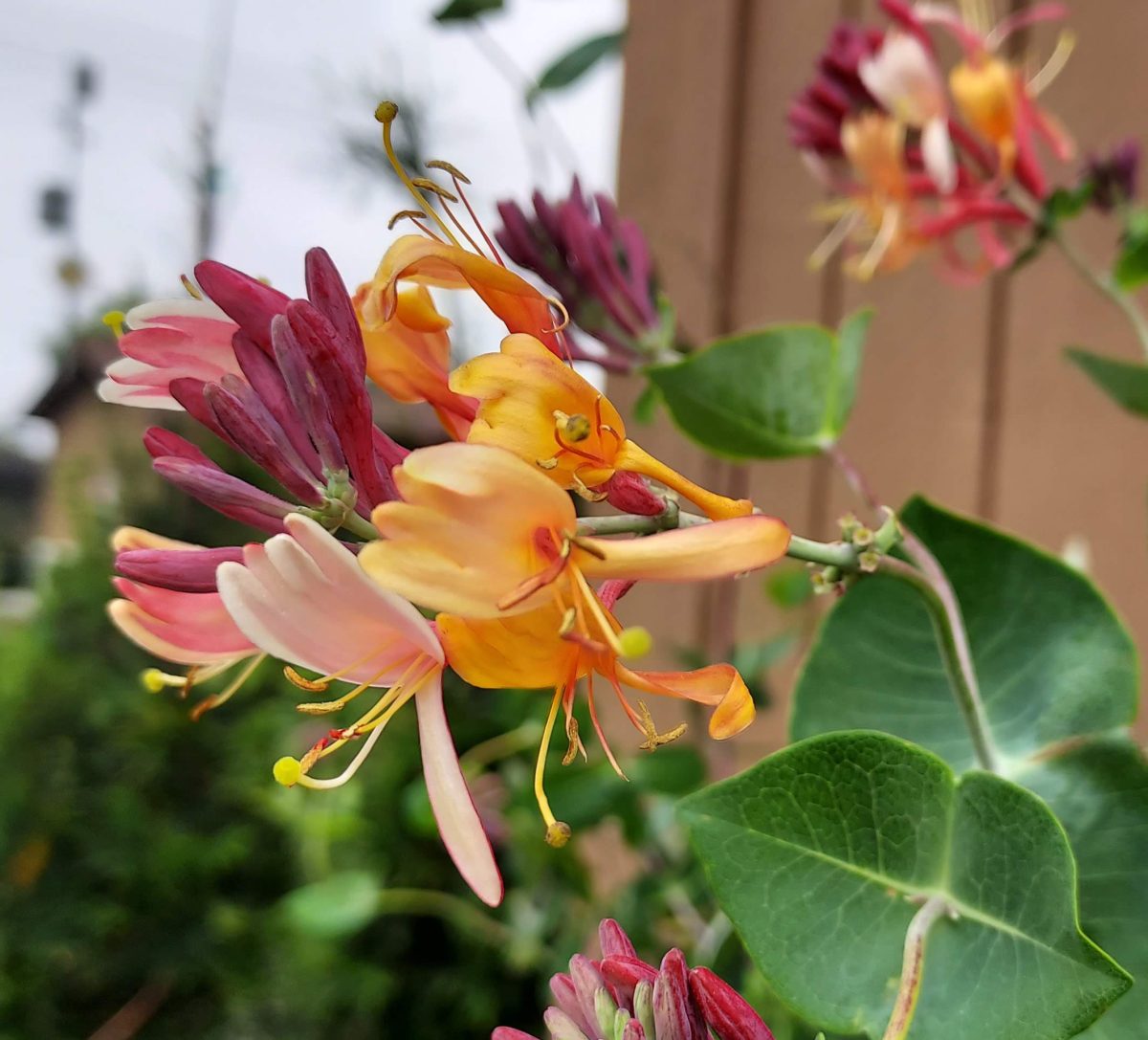 Lonicera heckrotii Goldflame c