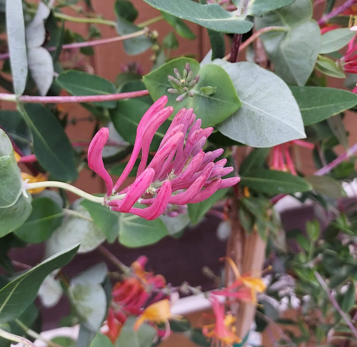 Lonicera heckrotii Goldflame d