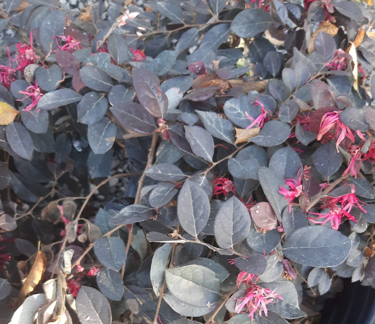 Loropetalum chinense Purple Majesty STD a