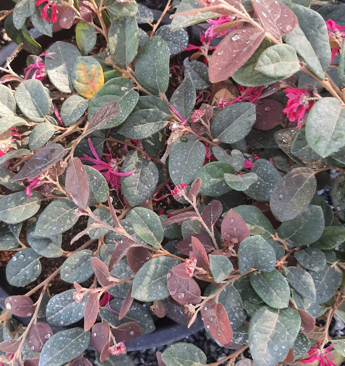 Loropetalum chinense Razzle Dazzle