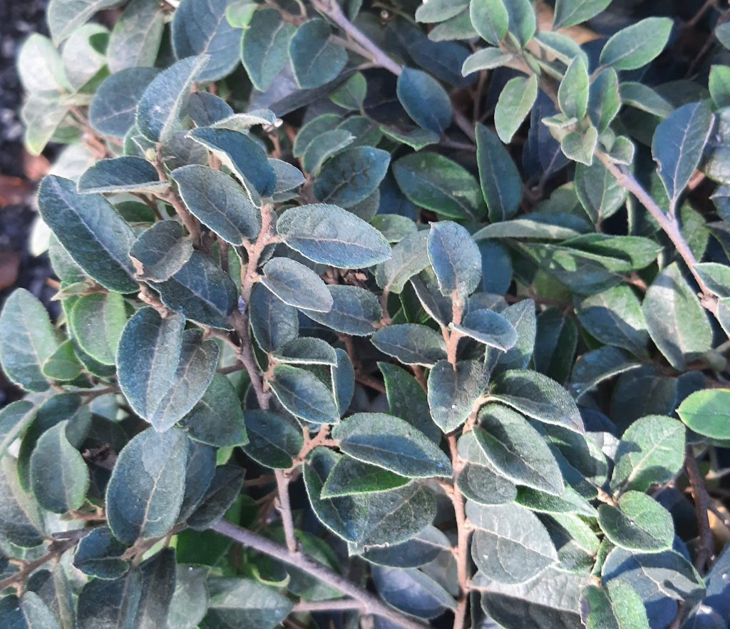 Loropetalum chinense 'White' STD | Urban Tree Farm Nursery