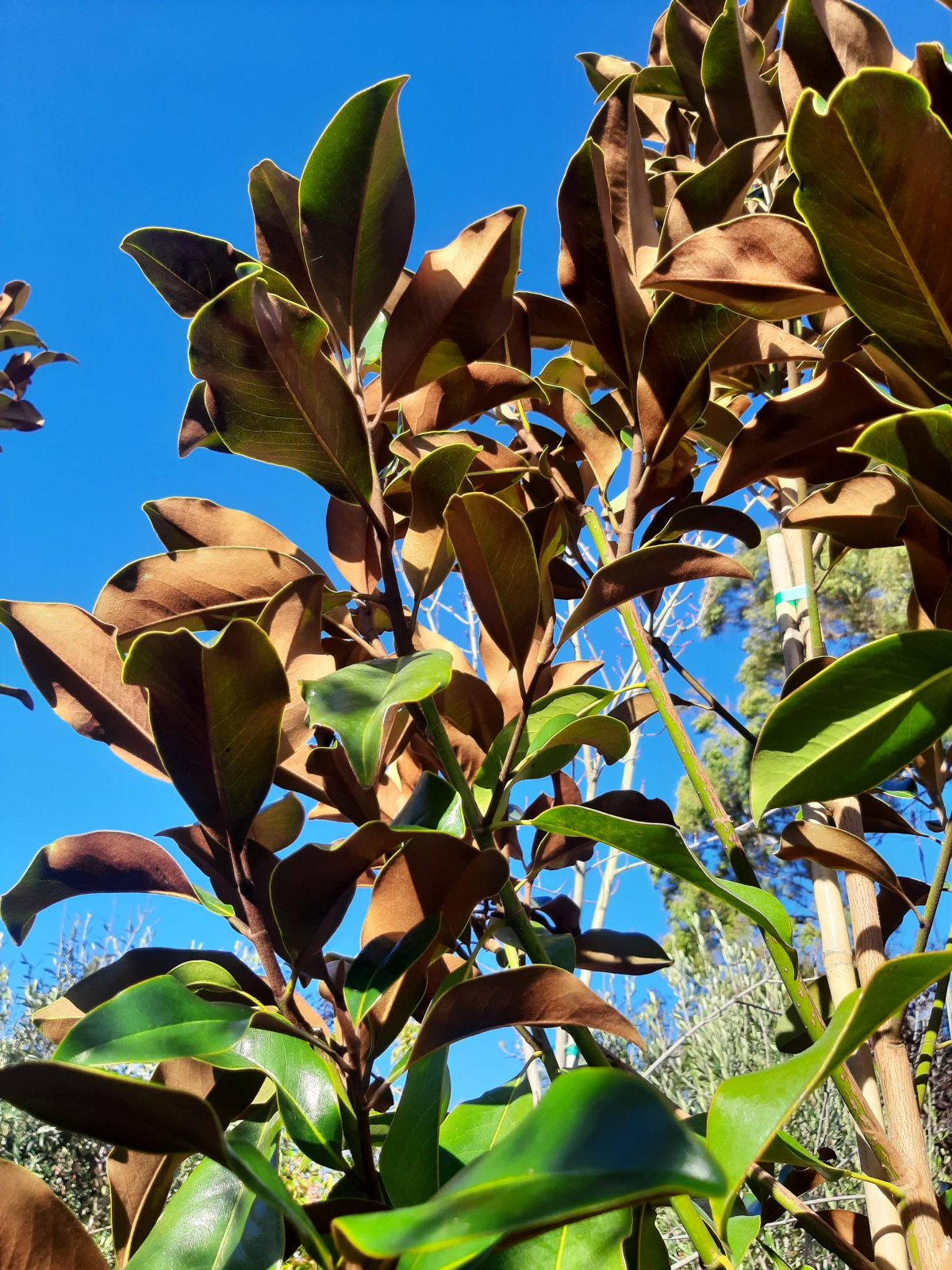 Magnolia grandiflora D.D. Blanchard MULTI scaled