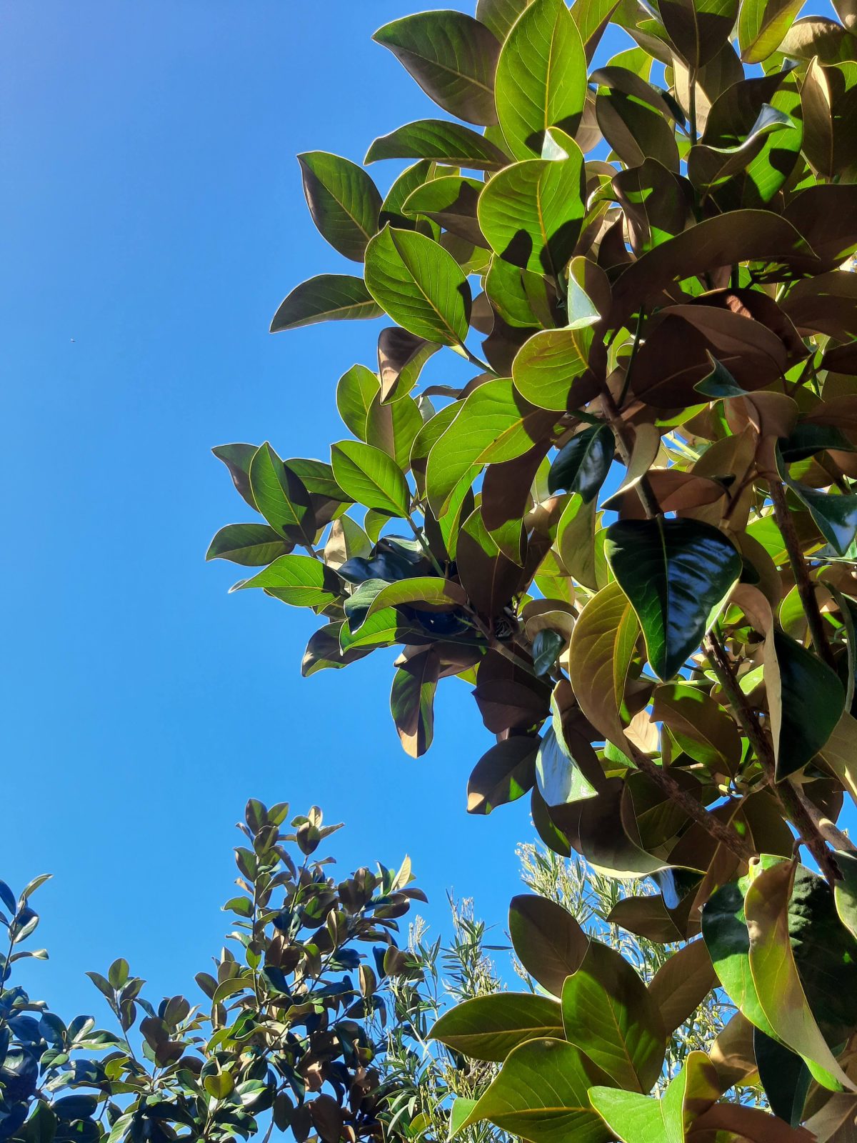 Magnolia grandiflora Samuel Sommer MULTI scaled