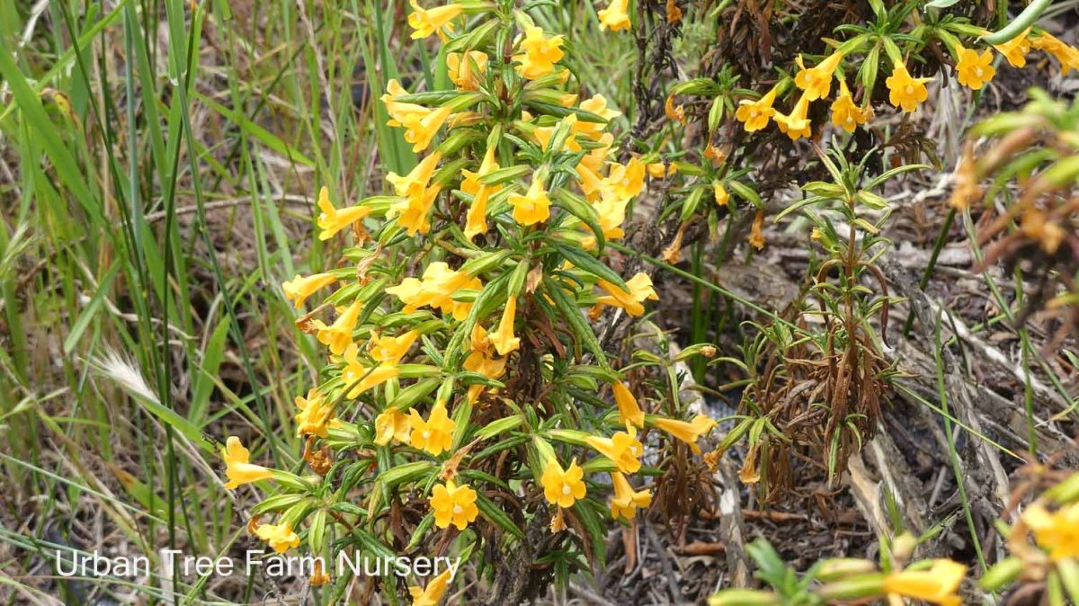 Mimulus aurantiacus