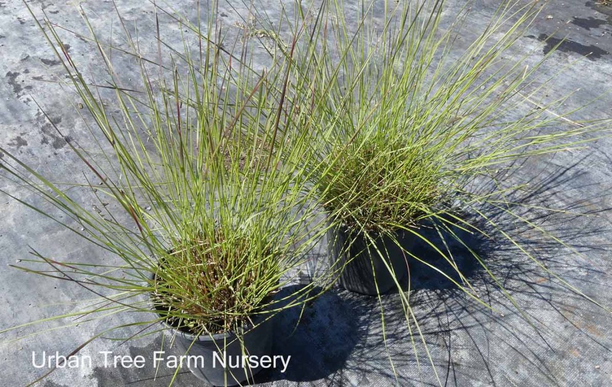 Muhlenbergia capillaris