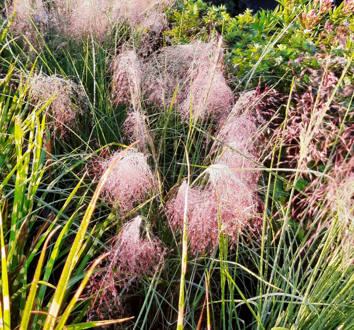 Muhlenbergia capillaris b