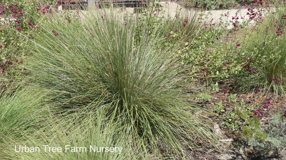 Muhlenbergia dubia a