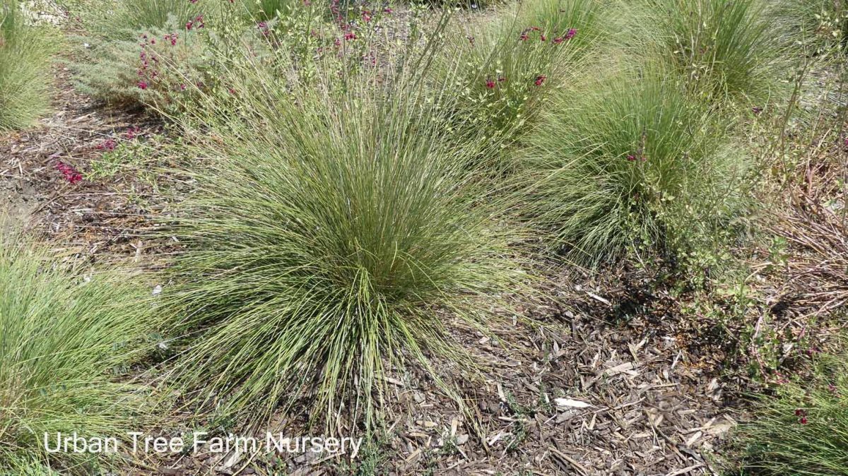 Muhlenbergia dubia b