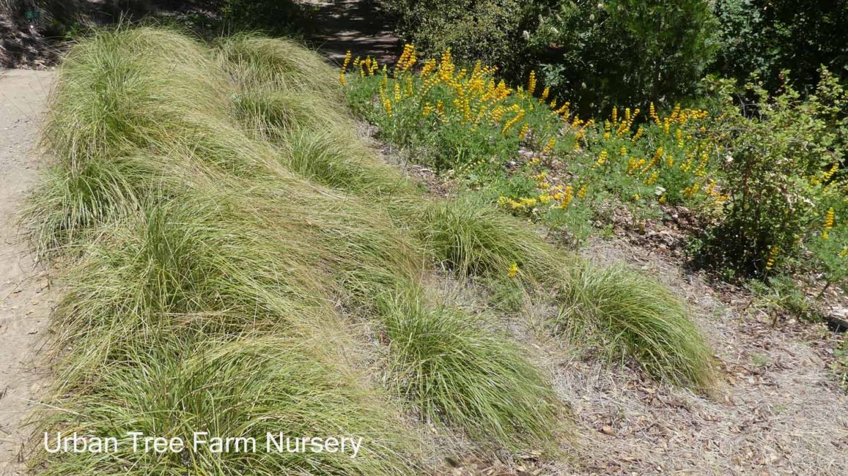 Muhlenbergia rigens