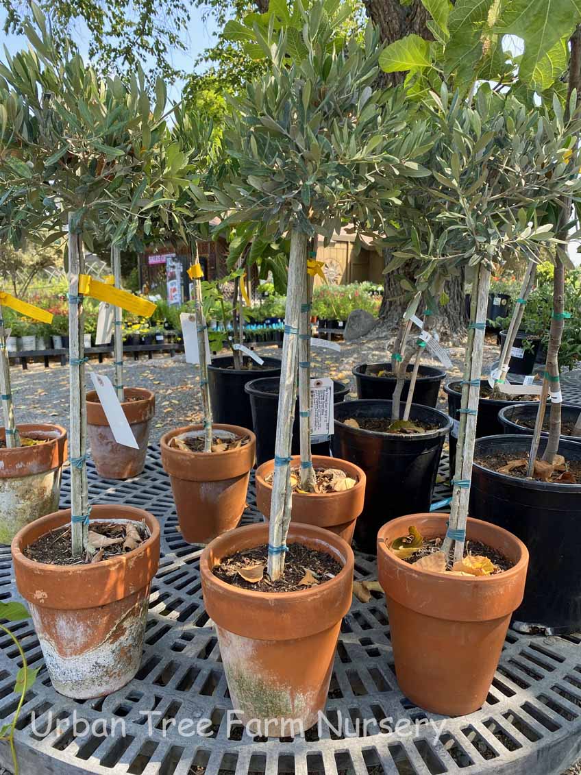 Olea europaea 'Little Ollie' TOPIARY | Urban Tree Farm Nursery