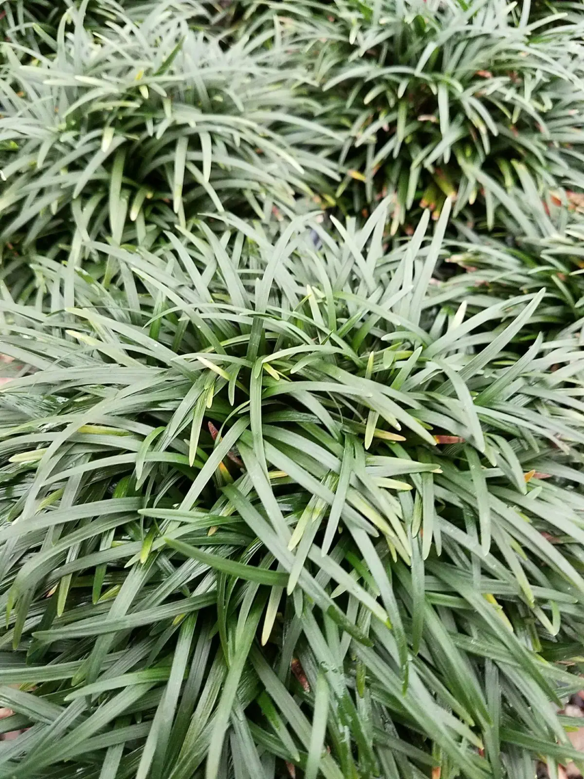 Ophiopogon japonicus Nana a scaled