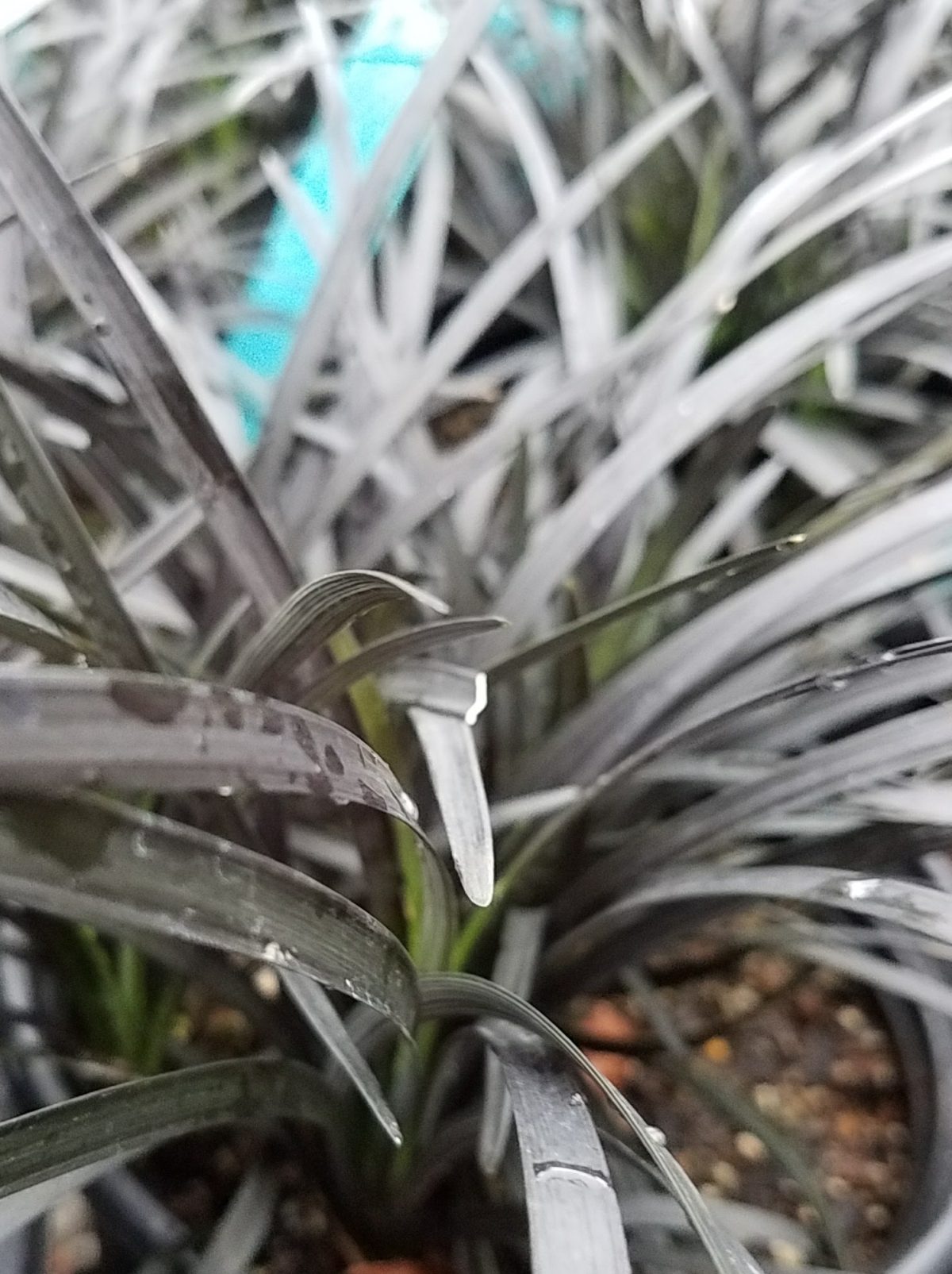 Ophiopogon planiscapus Nigrescens b