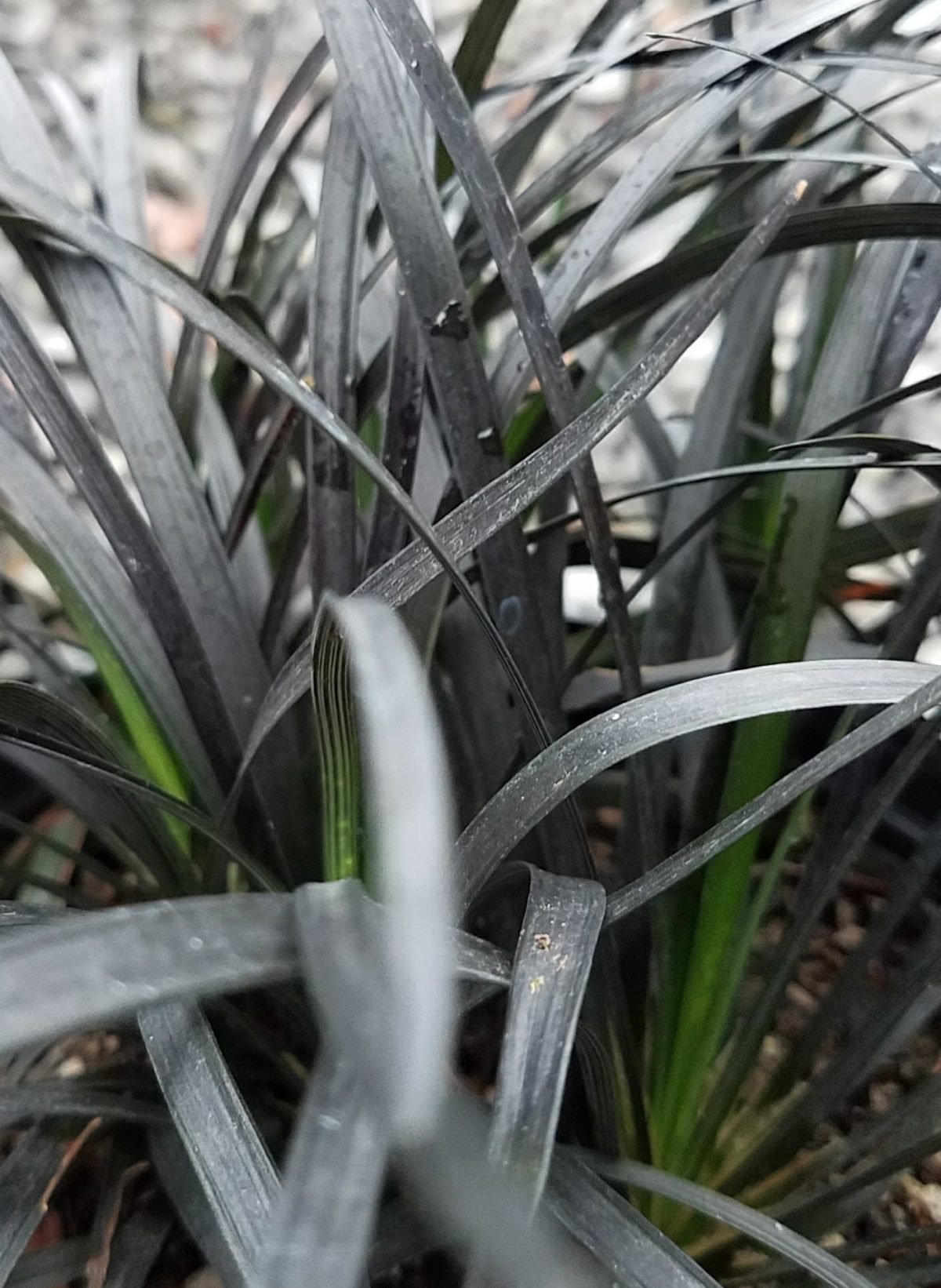 Ophiopogon planiscapus Nigrescens c